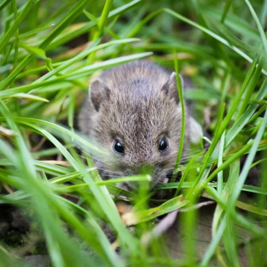 Cute mouse eating