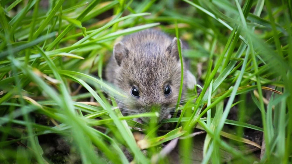 Cute mouse eating