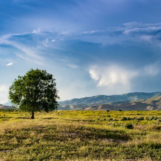 green tree