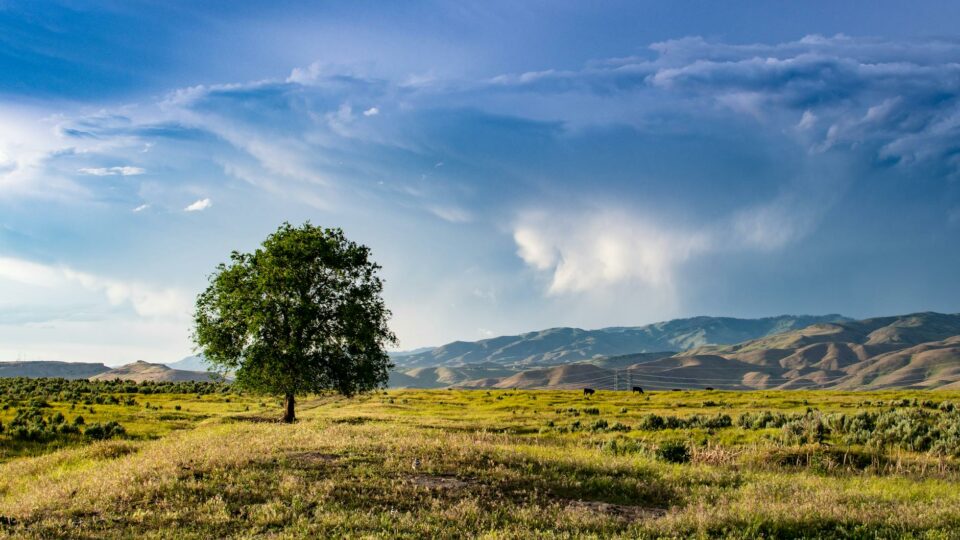 green tree