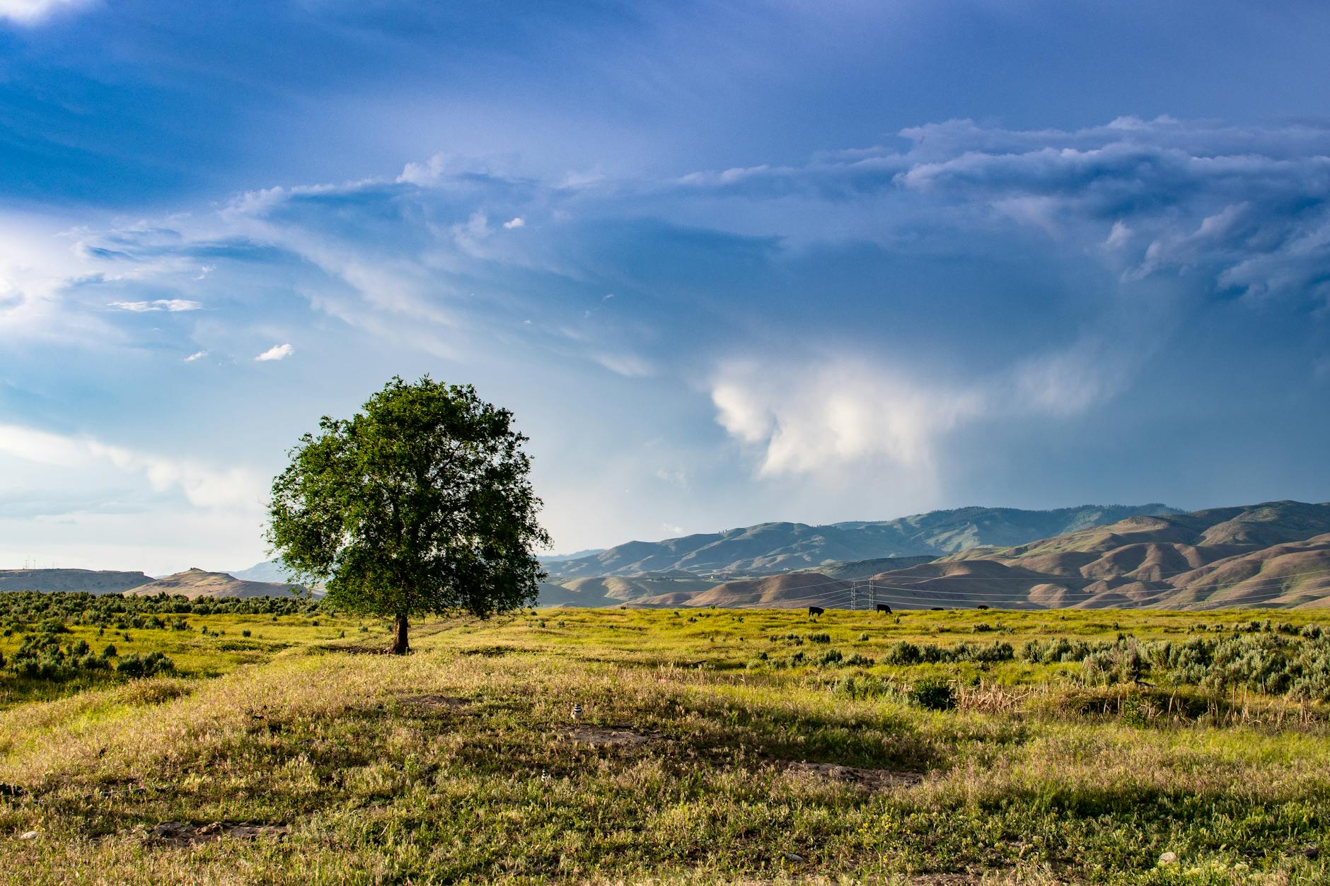 green tree