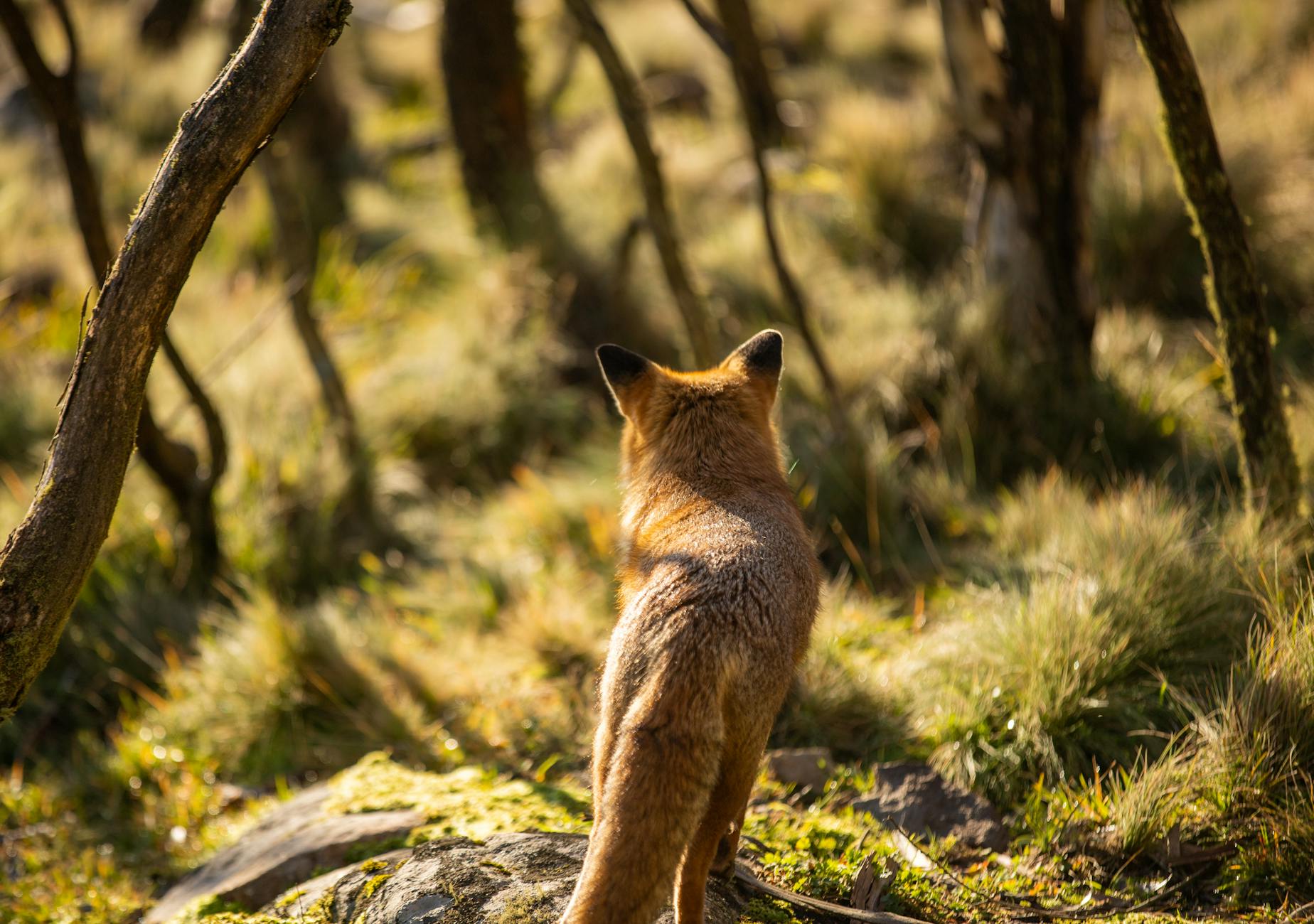 back view of a fox