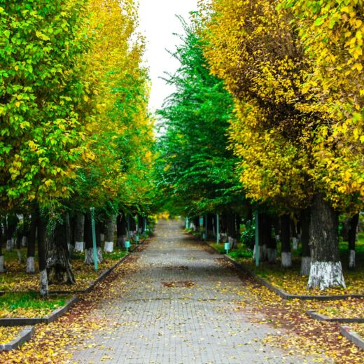 paved pathway between green and yellow trees