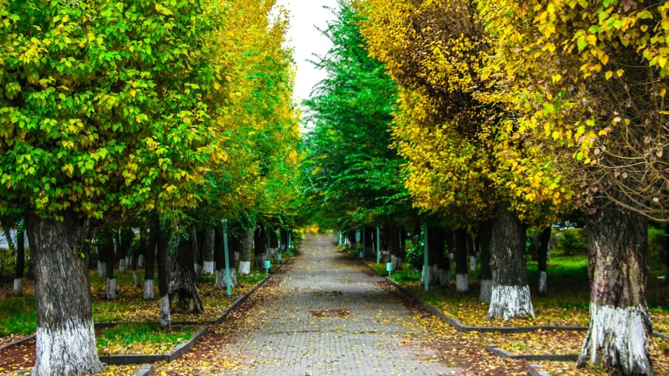 paved pathway between green and yellow trees